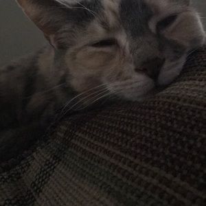 Meet your Posher, Darrah